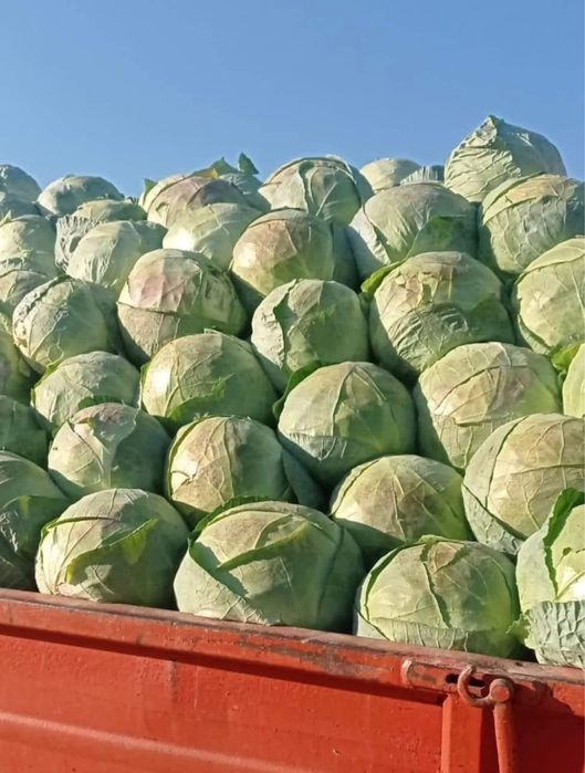 Varză românească(transport inclus)