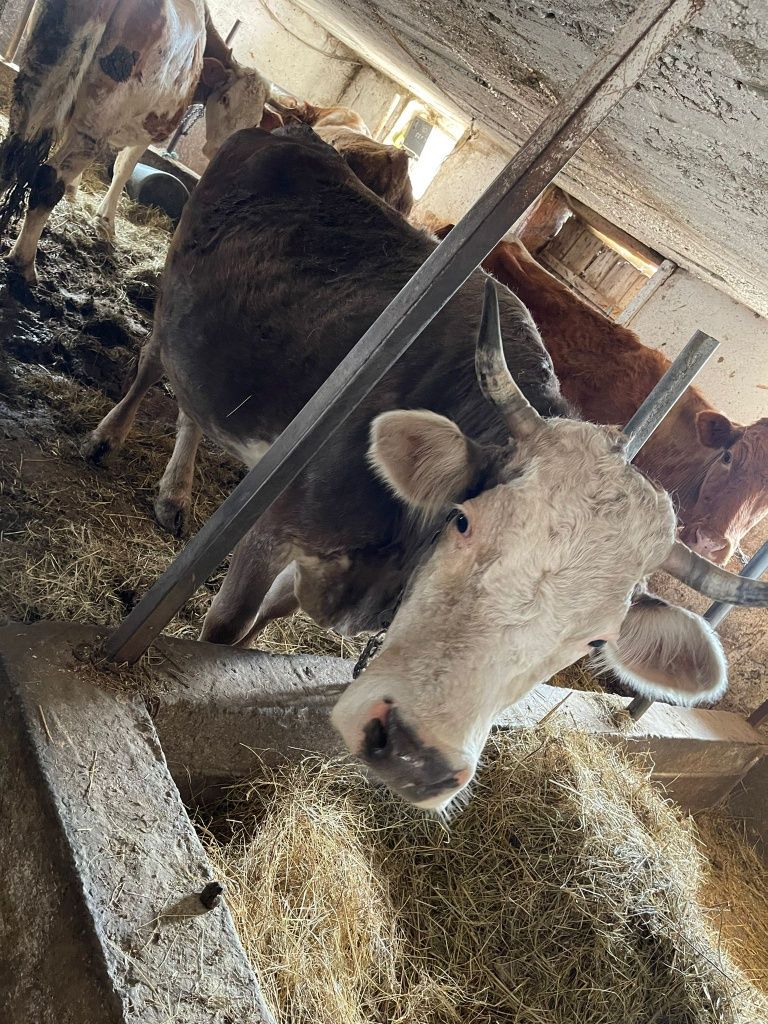 Vând vaca gestanta în opt luni varsta cinci ani cuminte buna de lapte