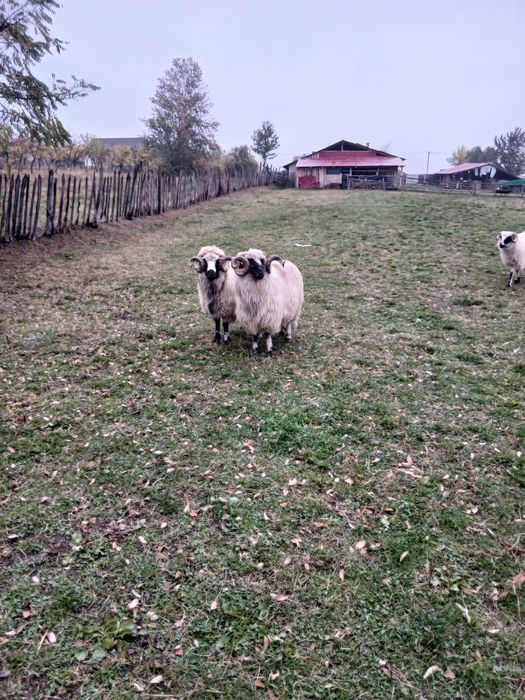 Vand 2 berbeci brezi