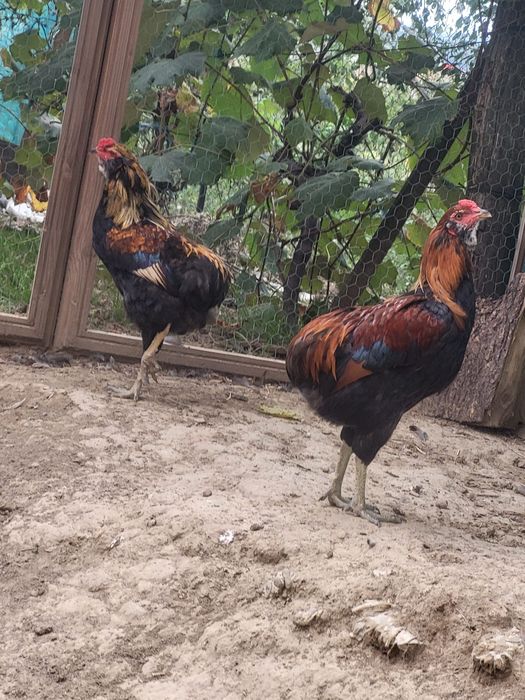 Cocoși Araucana de vanzare