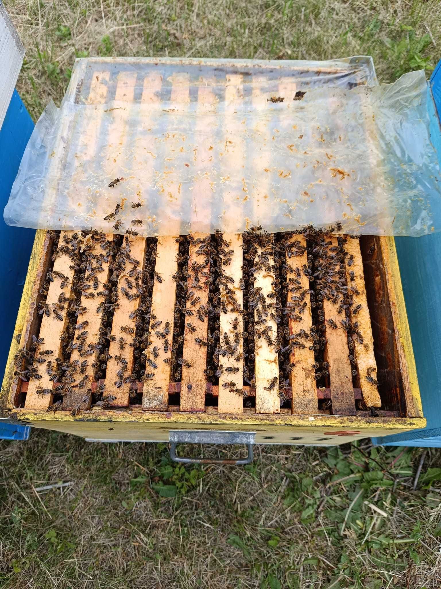 Vând 35 stupi cu albine la alegere pe 9-10 rame+magazii complete