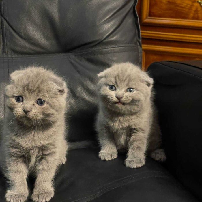 Вислоухие СкотишФолт СкотишСтрайт