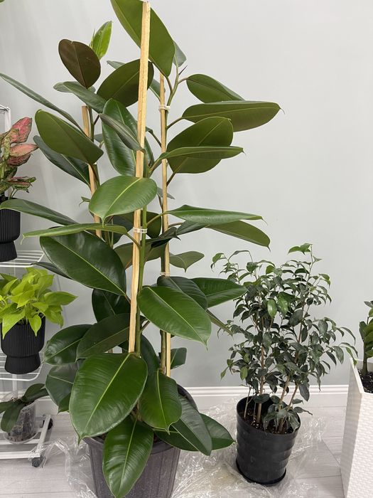 Продам комнатные растения