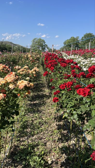 Trandafiri tip pomisor