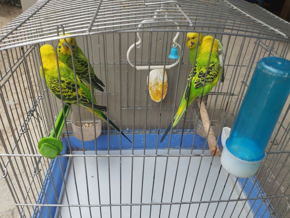 To'tiqush, попугай