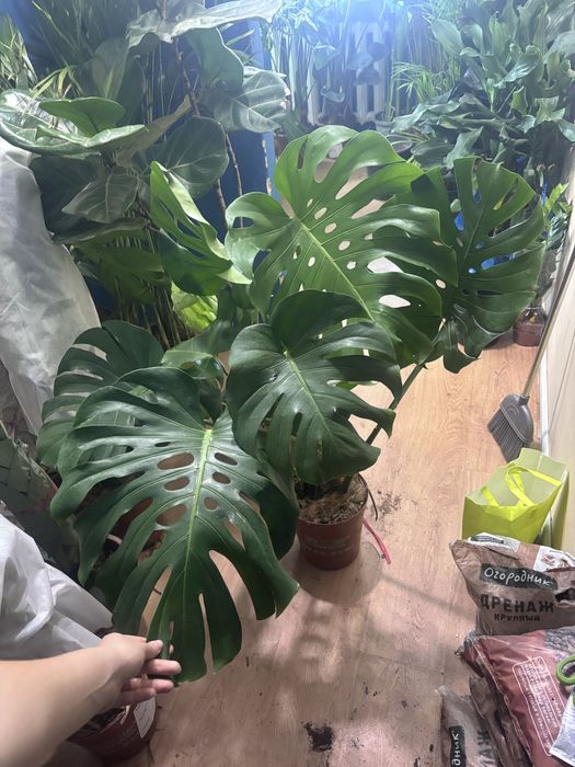 Комнатные растения/ Озеленение офиса, кафе, ресторана