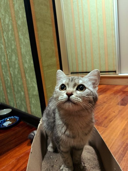 Britanski shinshilla 6 oyli