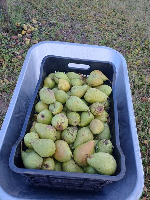 Vand pere bio ( nestropite)