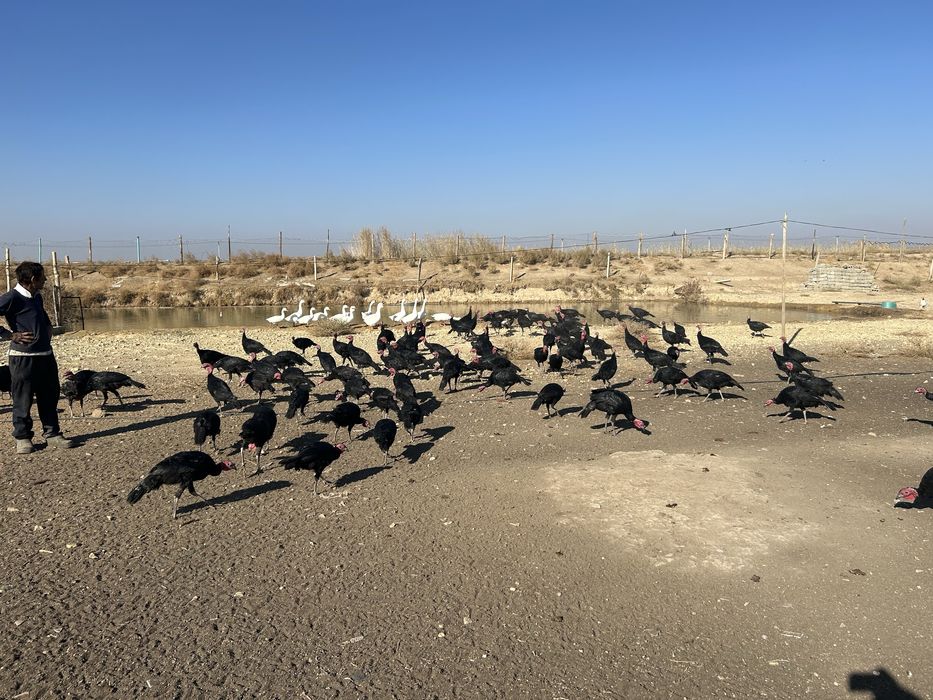 Индук на продаже ундик сатылады семиз