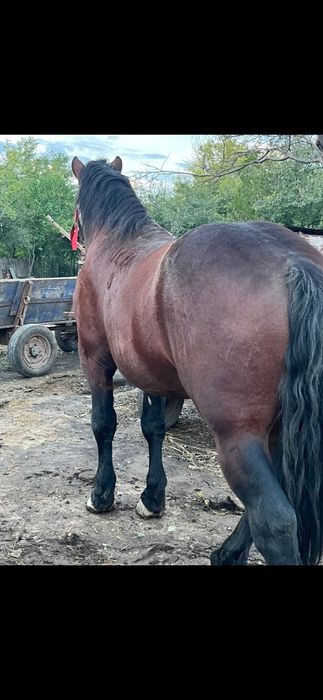 Vand armăsar semigreu