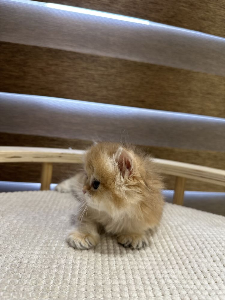Британский котята золотистий шиншилы