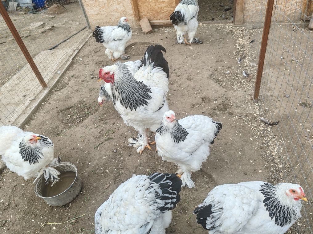 Găini,oua și pui Brahma
