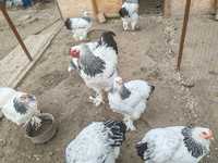 Găini,oua și pui Brahma