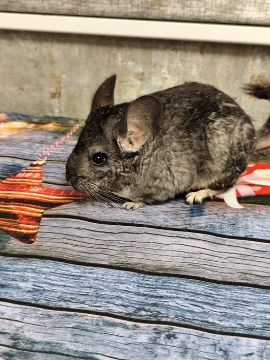 Chinchila șinșila tinere