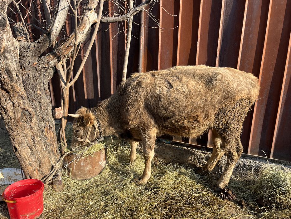 Корова сиыр теленок