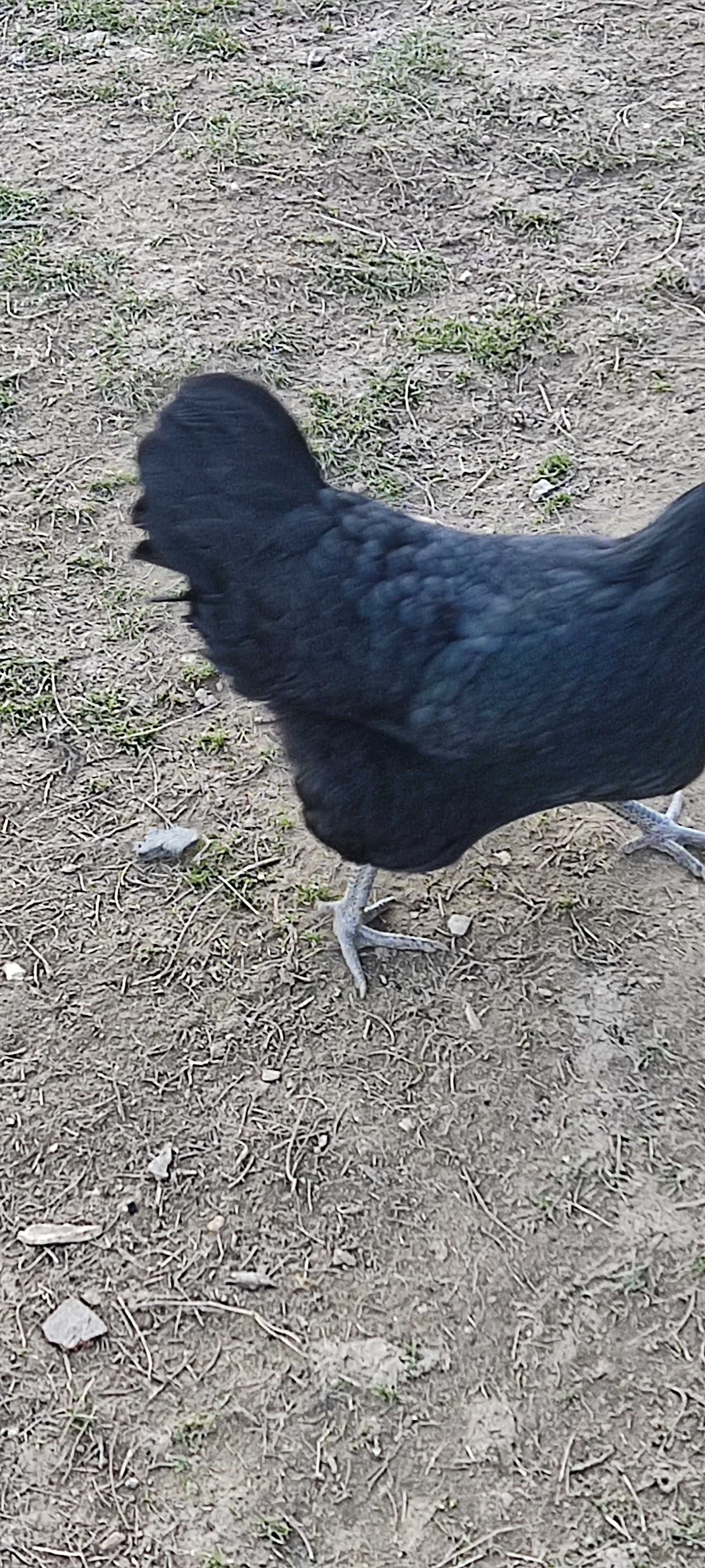 Puișori Australorp de 2 săptămâni, rasă pură!!
