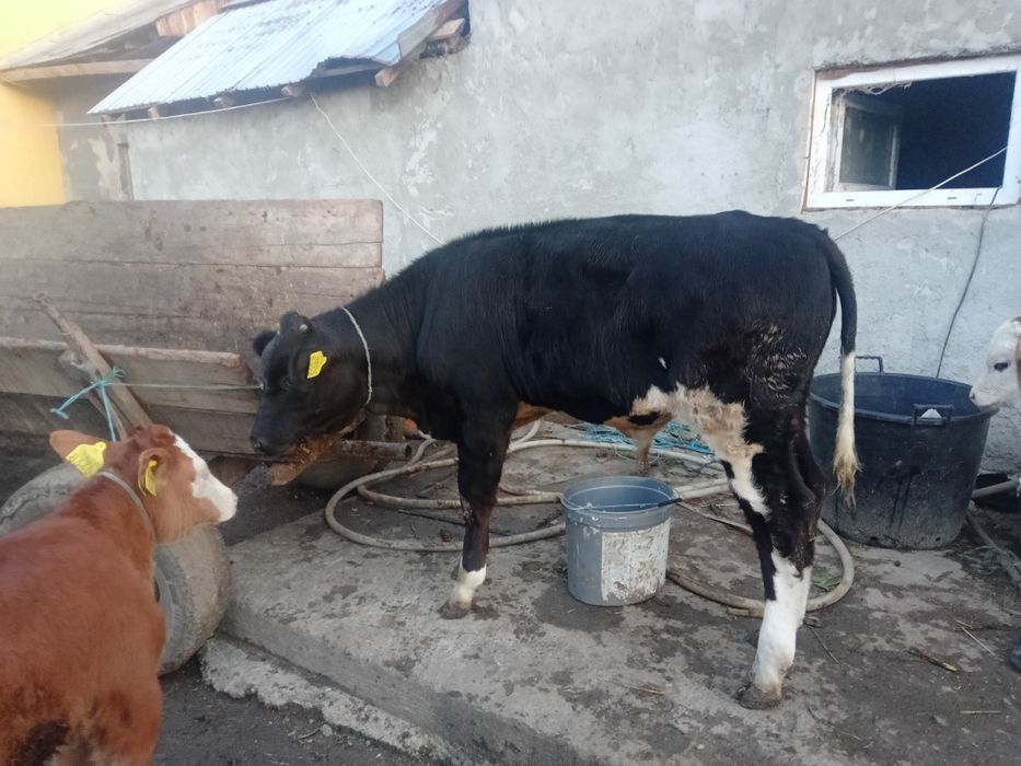 Viței de vânzare