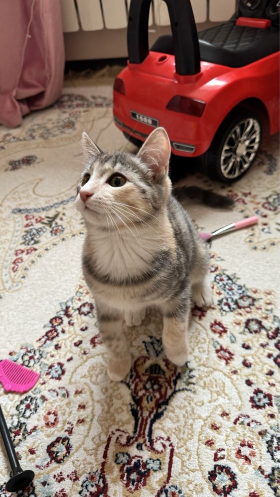 Отдам котенка в добрые руки