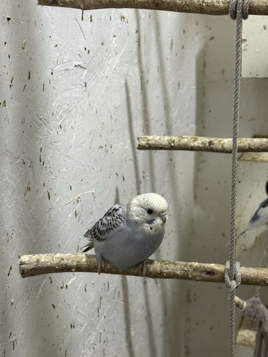 Papugay 30 тача бор сотиладигони