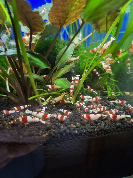 Кристални скариди