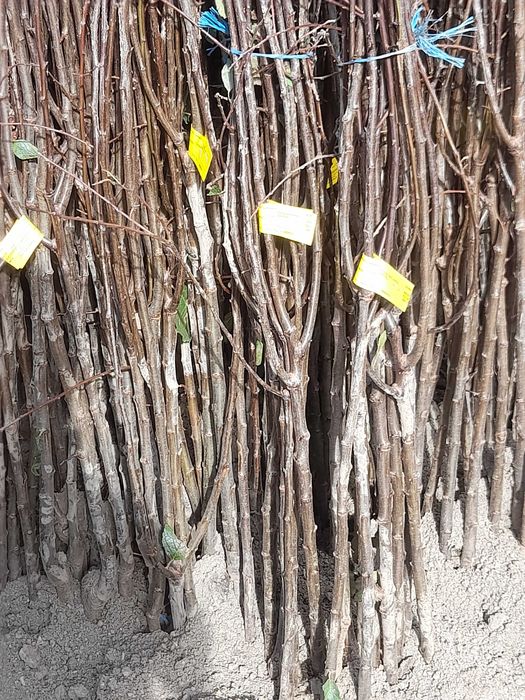 Nuci si pomi fructiferi de vânzare