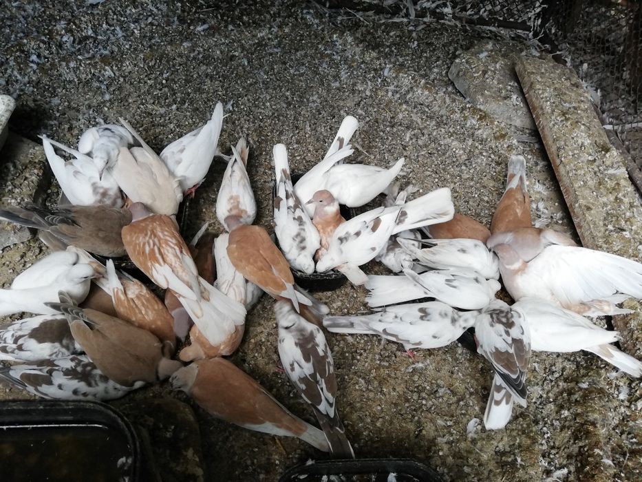 Гугутки много бройки