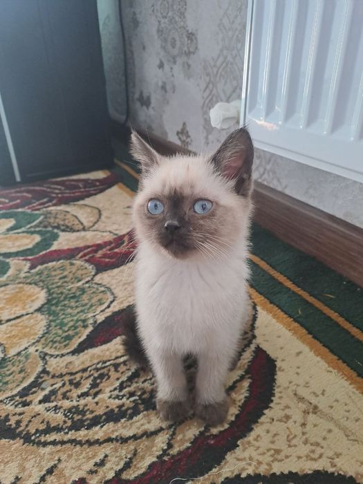 Малыш ищет заботливых и любящих хозяев