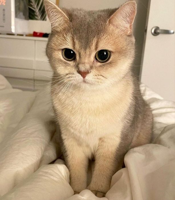 Передержка кошек,Зоогостиница