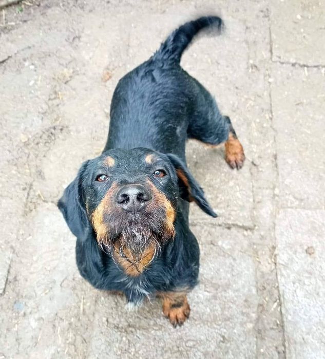 Câini pentru adoptie