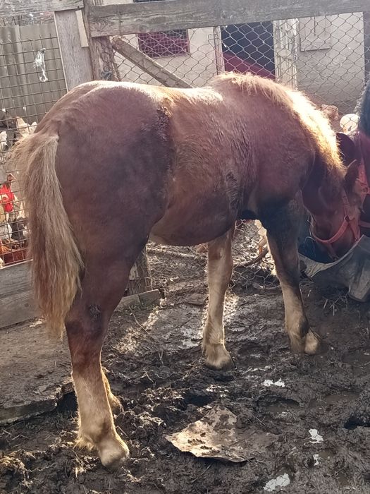 Manz de 6luni de vanzare