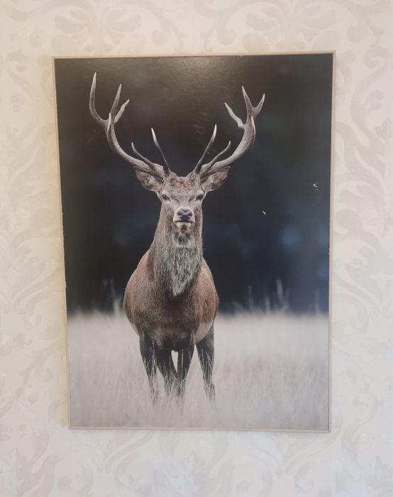 Антикварна фотография благороден елен рамкирана за закачане на стена