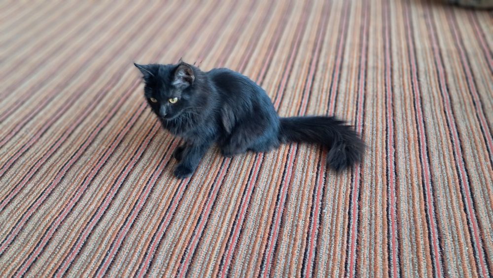 Meyn-kun zotdor mushug