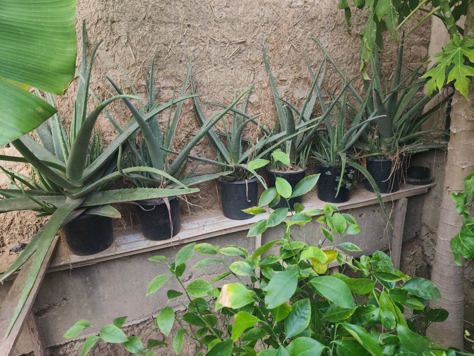 Aloe kochatlari sotiladi