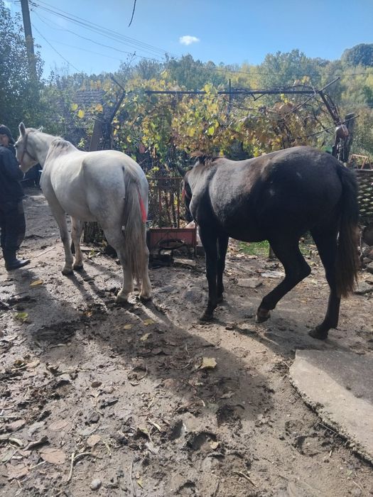 Iepe de vanzare, judetul Mehedinți