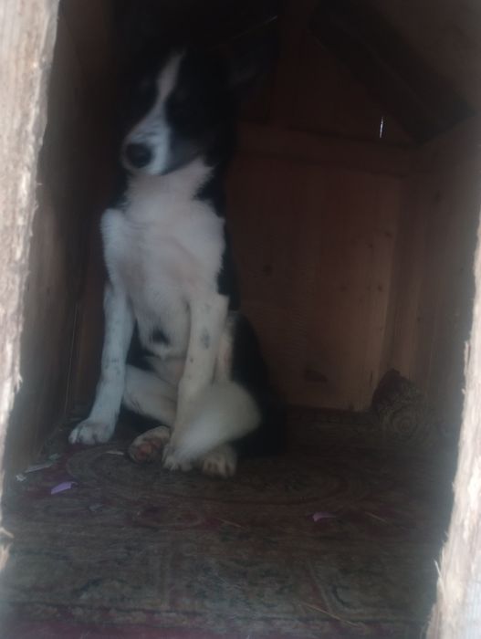 Donez cățelușa husky