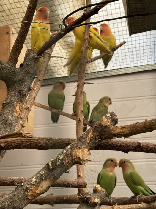 Sariq nerazluchkalar