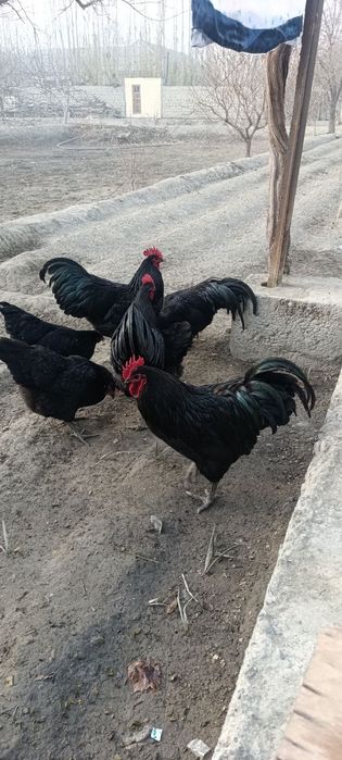 Qora tovuqlar soyiladi