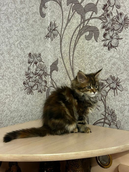 Мэйн кун котята 3 мес девочкипродам