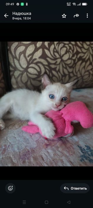 Котята ищут дом  и ответственных хозяев