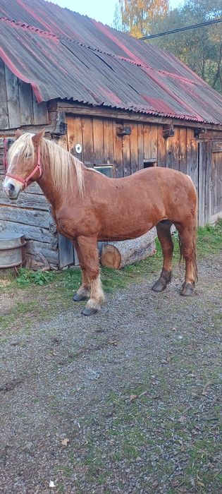 Iapa de pădure cuminte