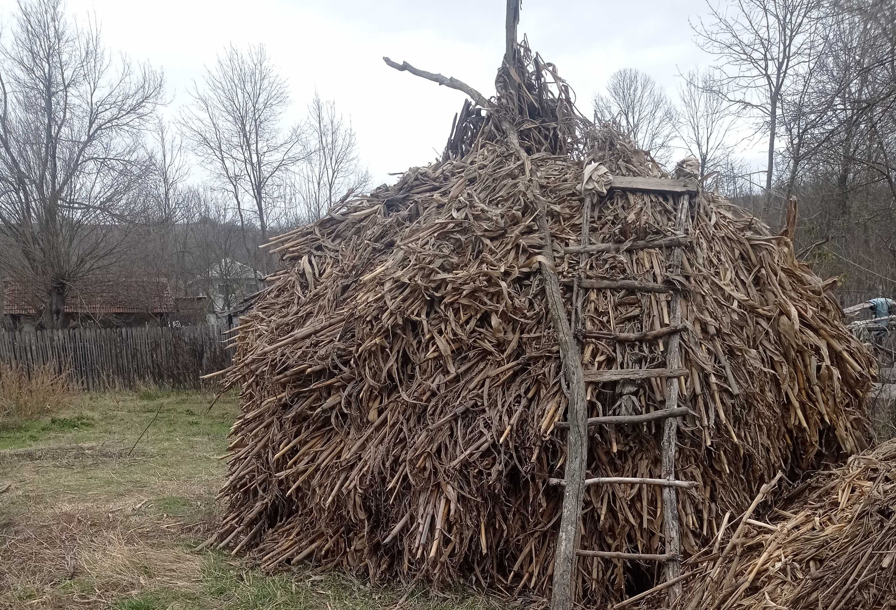 Vând coceni de Anul asta