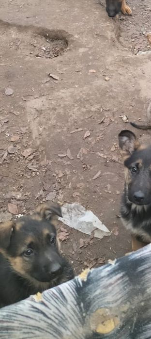 Немецкая овчарка щенки