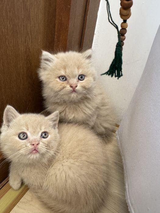 Продаются британские котята