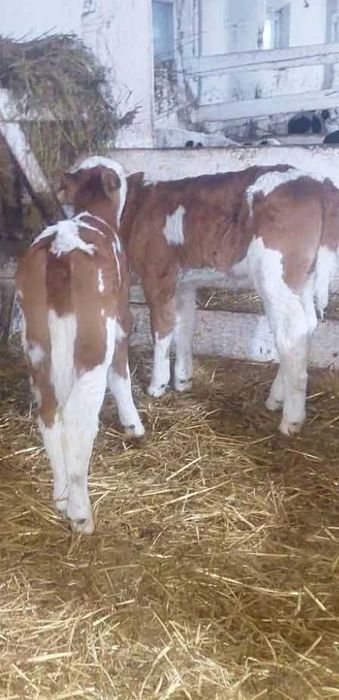 Aduc viței bălțată românească doar pe comandă