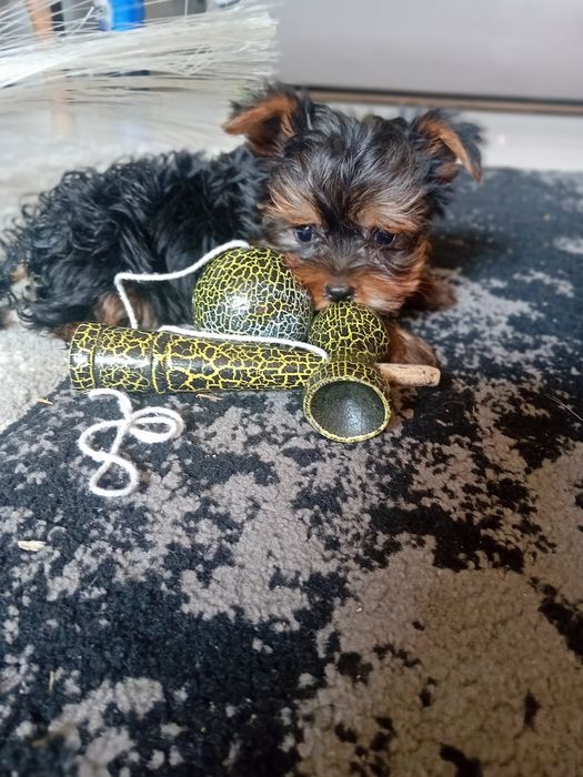 Yorkshire terrier mini toy