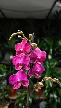 Орхидеи, антуриумы (мужское счастье), спатифиллумы (женское счастье)