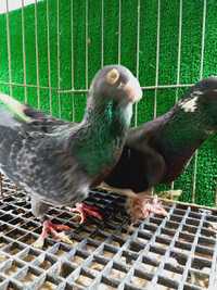Чифт Адански гълъби