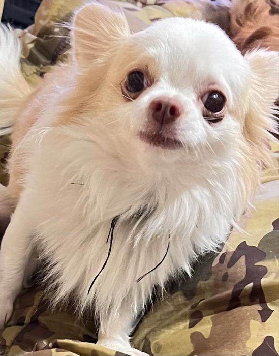 Чихуахуа момиче