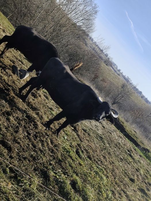 Bivolitā de vânzare !