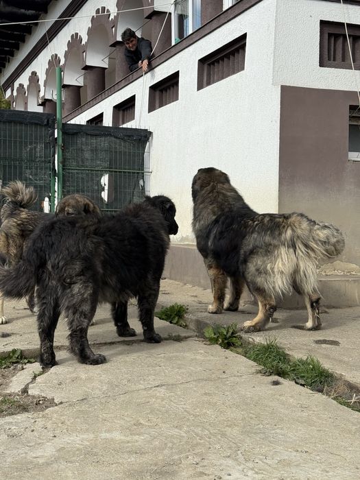 Femela 6 sapt isi cauta casa